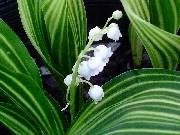 Convallaria Variegated Lily of the Valley
